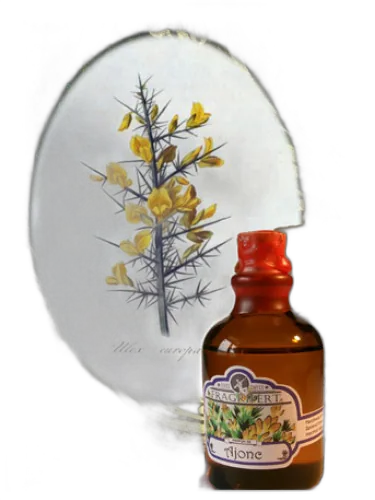 Ajonc Fragrifert Parfumeur by Fragrifert Parfumeur