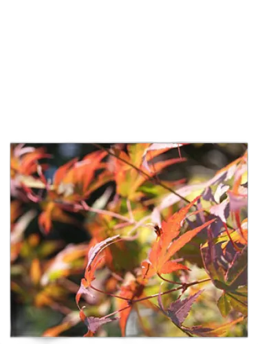 Autumn Bud Parfums by Bud Parfums