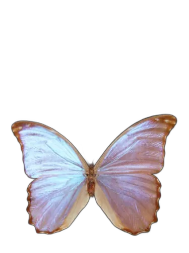 Butterfly Bud Parfums by Bud Parfums