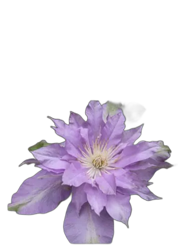 Fleur De Lilac Bud Parfums by Bud Parfums