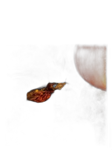 Halloween Night Solstice Scents by Solstice Scents