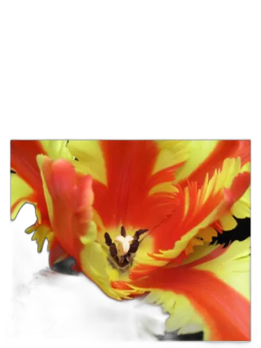 Jezebel Bud Parfums by Bud Parfums