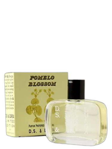 Pomelo Blossom Ds&durga by DS&Durga