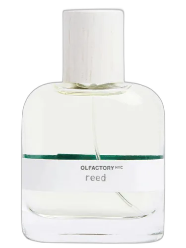Reed Olfactory Nyc by Olfactory NYC