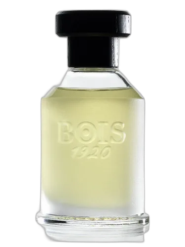 Rosa 23 Bois 1920 by Bois 1920