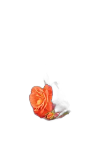 Rose Kashmirie Les Parfums De Rosine
