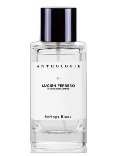 Seringa Blanc Anthologie by Anthologie