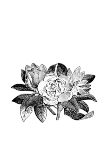 Talauma Piai King's Palace Perfumery by King's Palace Perfumery