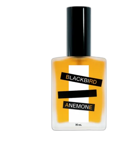 Anemone Blackbird