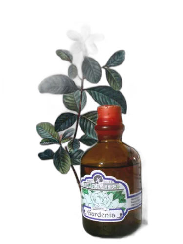 Gardenia Fragrifert Parfumeur