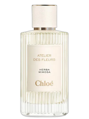 Herba Mimosa Chloé