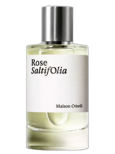 Rose Saltifolia Maison Crivelli